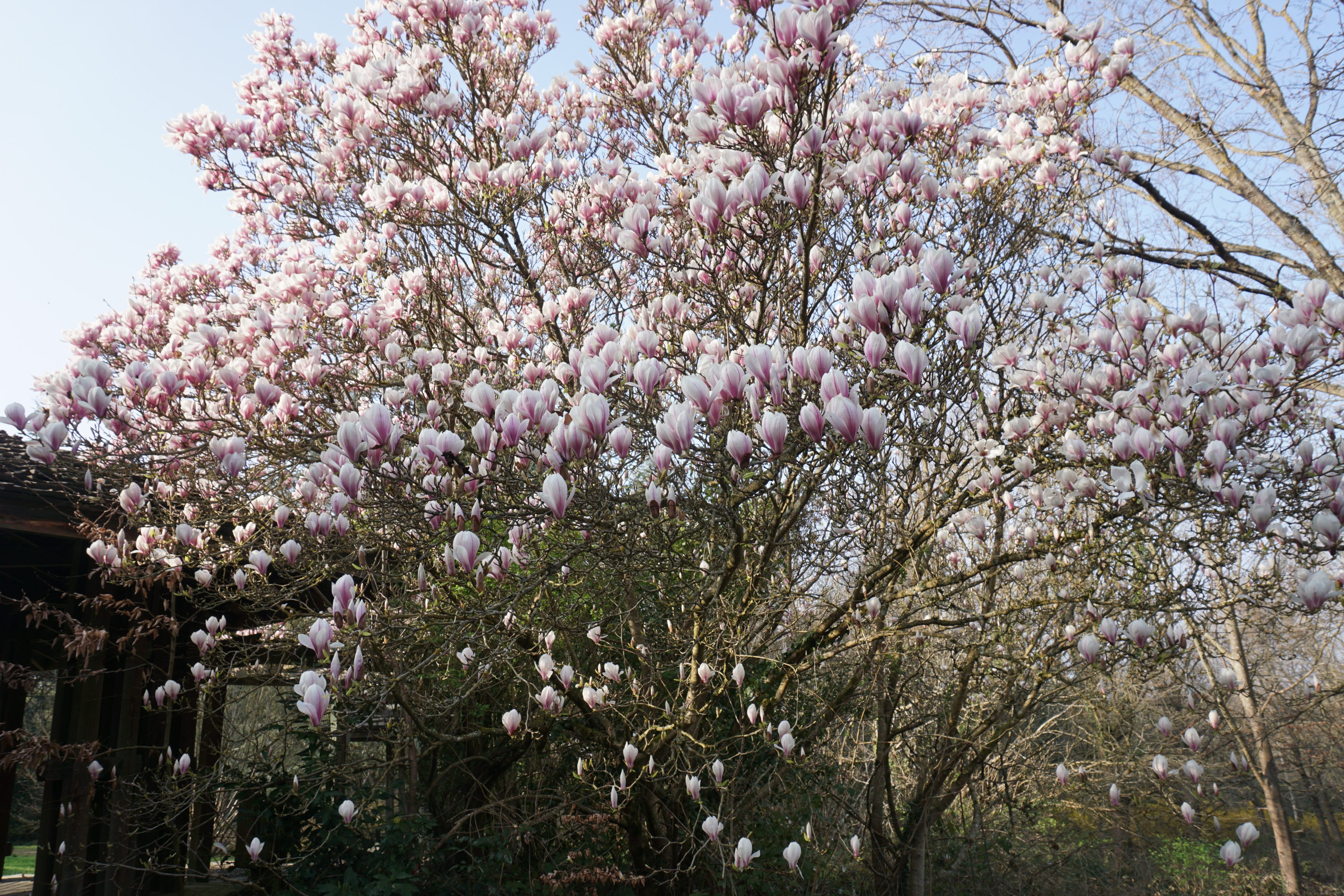 Comment trouvez vous le site Web ?